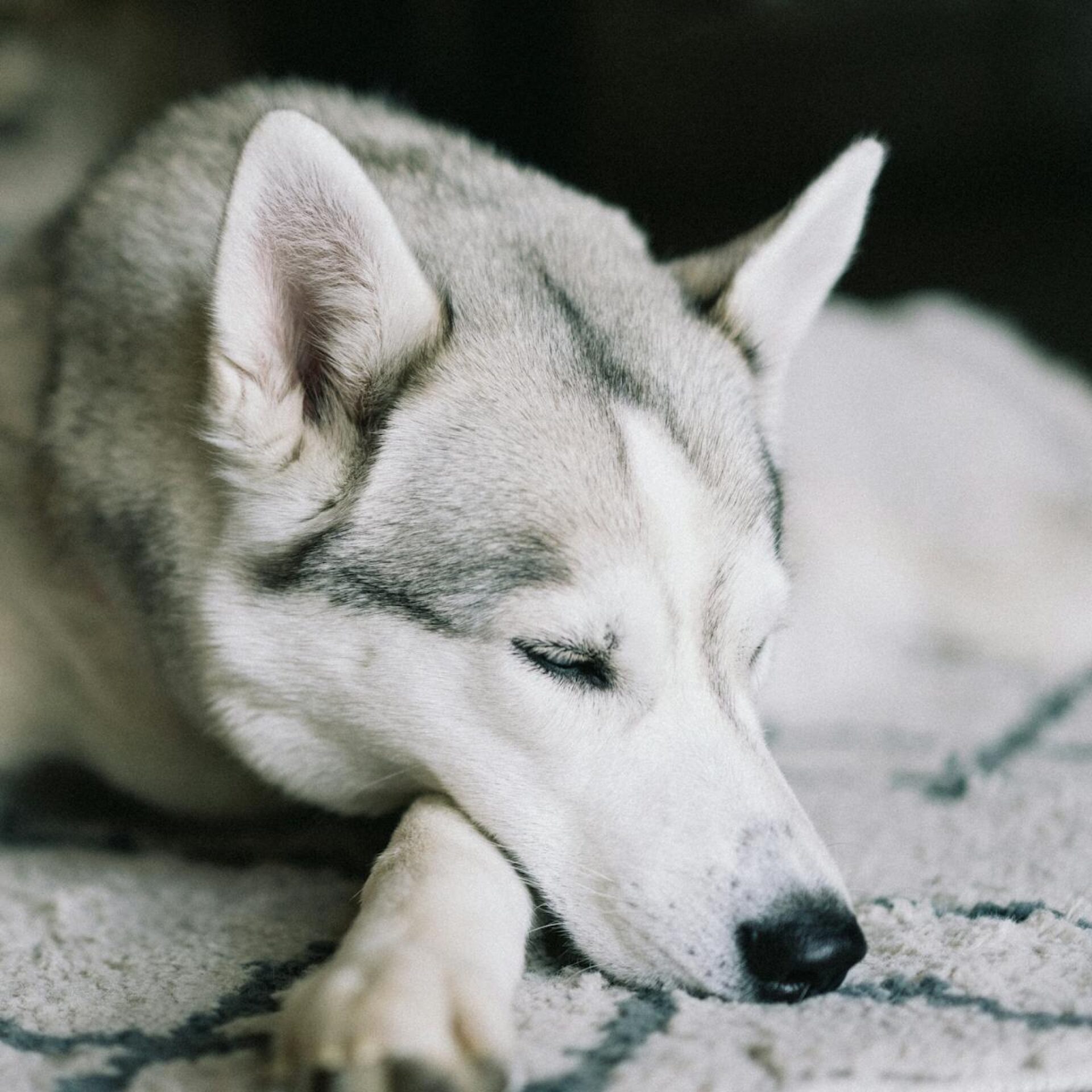 Dog laying on his paw on carpet